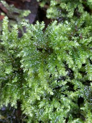 Hypnodendron spininervium
