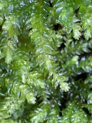 Hypnodendron spininervium