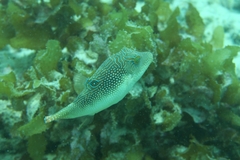Canthigaster petersii