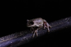 Dendropsophus columbianus