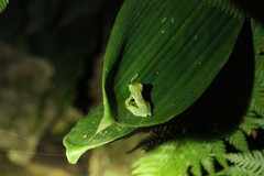 Centrolenidae