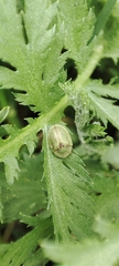 Cassida stigmatica