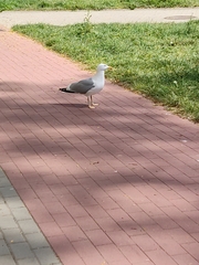 Larus