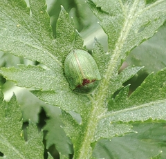Cassida stigmatica