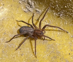 Ctenus exlineae