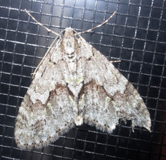 Cladara limitaria