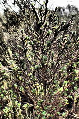 Cliffortia monophylla