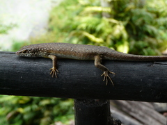 Trachylepis maculilabris