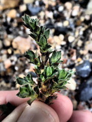 Cliffortia monophylla