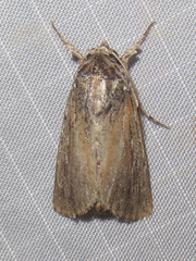 Catabena lineolata