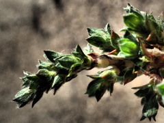 Cliffortia monophylla