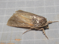 Catabena lineolata