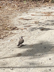 Streptopelia dusumieri