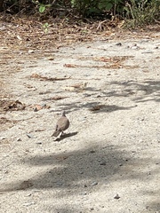 Streptopelia dusumieri