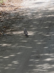 Streptopelia dusumieri