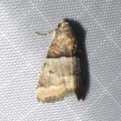 Cobubatha dividua