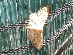 Idaea incisaria