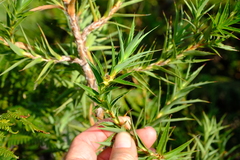 Cliffortia lanceolata