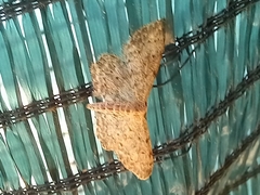 Idaea incisaria