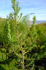 Cliffortia lanceolata