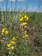 Erysimum canescens