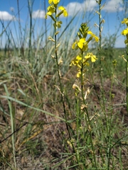Erysimum canescens
