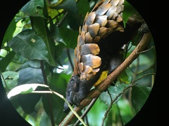 Phataginus tetradactyla