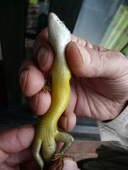 Trachylepis maculilabris