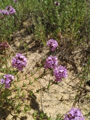 Thymus pallasianus