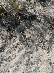 Sylvilagus cunicularius