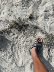 Sylvilagus cunicularius