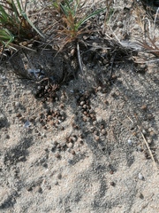 Sylvilagus cunicularius