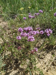 Thymus pallasianus