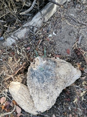 Ibervillea hypoleuca