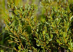 Cyclopia sessiliflora