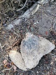 Ibervillea hypoleuca