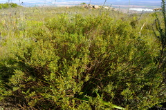 Cyclopia sessiliflora