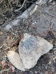 Ibervillea hypoleuca