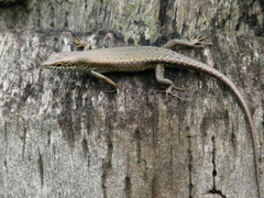 Trachylepis maculilabris