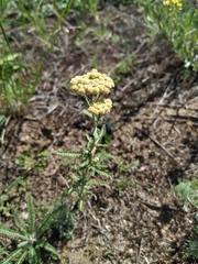 Achillea × submicrantha