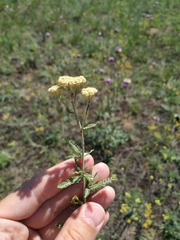 Achillea × submicrantha