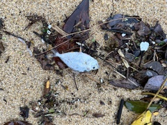 Leiognathidae