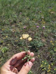 Achillea × submicrantha