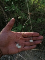 Ampelocissus acapulcensis