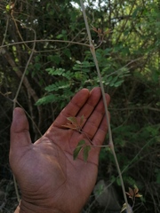 Ampelocissus acapulcensis