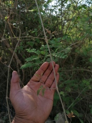 Ampelocissus acapulcensis