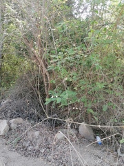 Ampelocissus acapulcensis