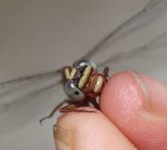 Phanogomphus cavillaris