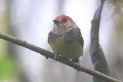 Poecilotriccus ruficeps