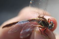 Phanogomphus cavillaris